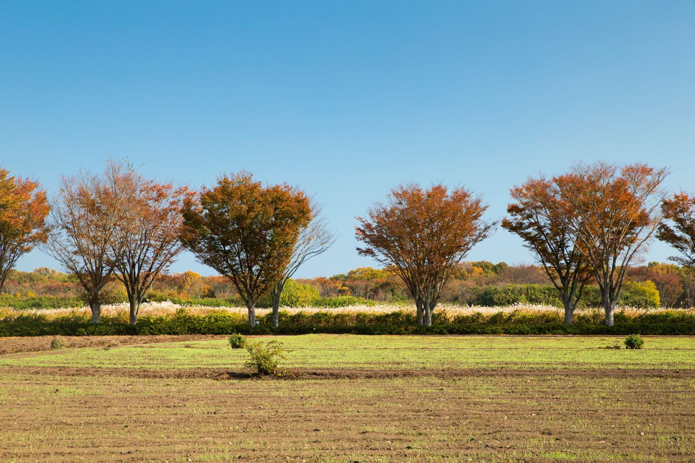 trees.JPG